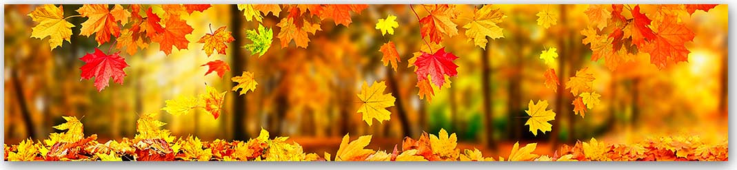 Скинали — Природа 1697 Скинали для кухни 1697—Природа