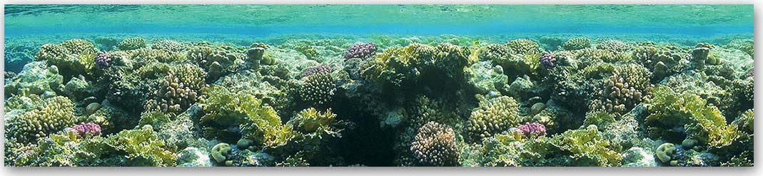 Скинали — Животный мир 2736 Скинали для кухни 2736—Животный мир
