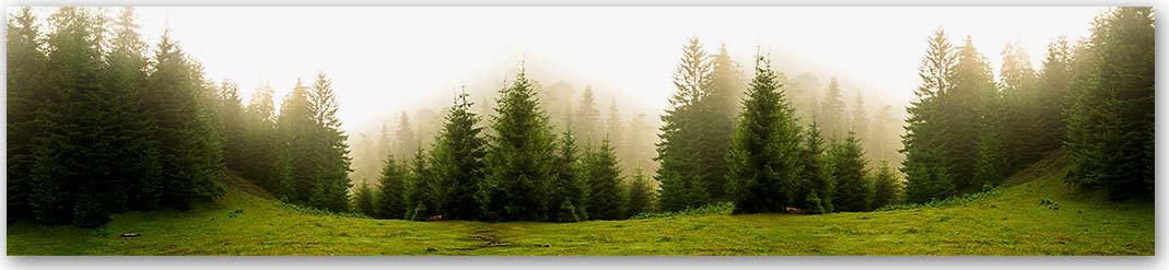Скинали — Природа 5865 Скинали для кухни 5865—Природа